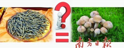 蟲草價格已是黃金兩倍 專家稱營養(yǎng)價值等于蘑菇