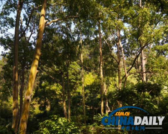 澳州驚現“搖錢樹”!科學家首次發現桉樹葉中含黃金