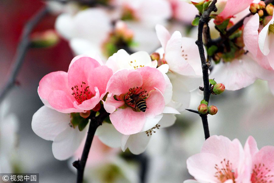 踏青季：春天盛開的9種鮮花 哪一種最美？（組圖）