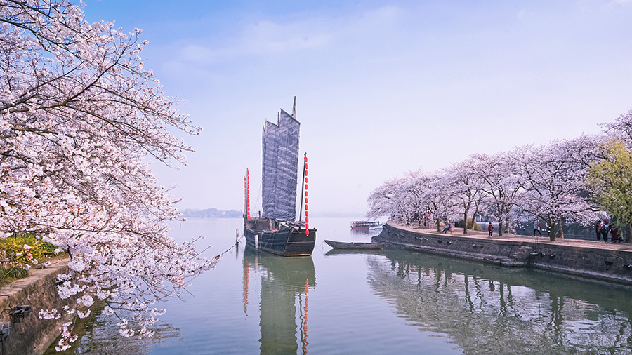 無(wú)錫黿頭渚櫻花盛開(kāi) 景色醉人（組圖）
