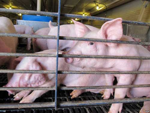 Competition for corn from ethanol is raising the cost of feeding pigs US drought renews debate on biofuel