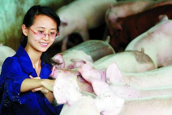 藝術系美女去養(yǎng)豬 養(yǎng)豬博客引來眾“粉絲”