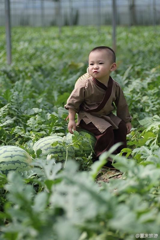 2歲萌娃吆喝自家西瓜 這個“瓜娃子”要火?。ńM圖）