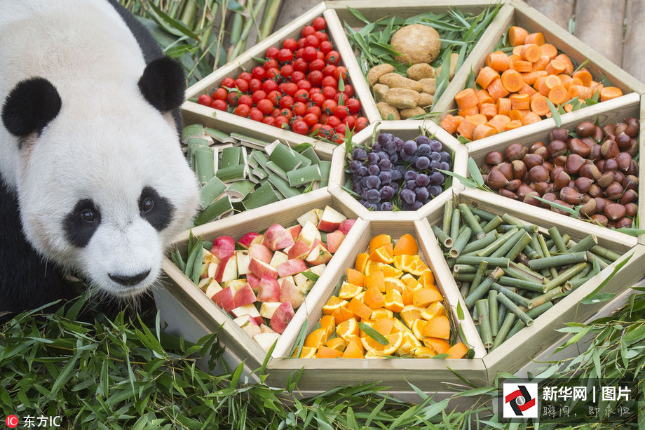 吃得開心！韓國動物園大熊貓提前享受節日大餐（組圖）