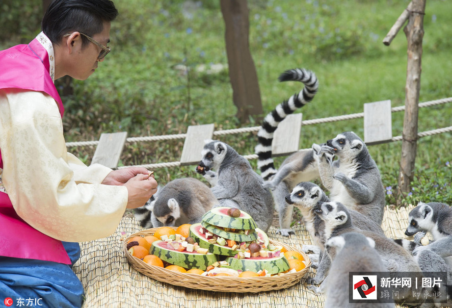 吃得開心！韓國動物園大熊貓提前享受節日大餐（組圖）