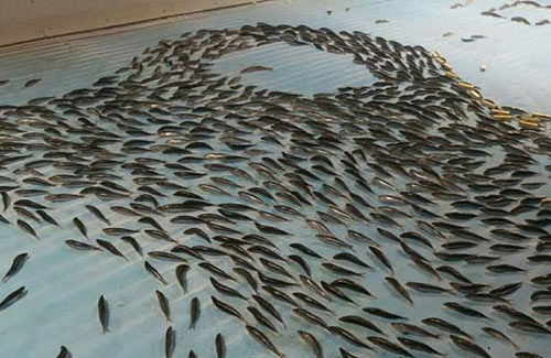 日本滑冰場(chǎng)冰面下凍5000條魚(yú) 創(chuàng)意過(guò)頭惹眾怒