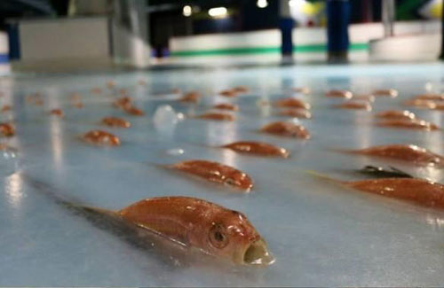 日本滑冰場(chǎng)冰面下凍5000條魚(yú) 創(chuàng)意過(guò)頭惹眾怒
