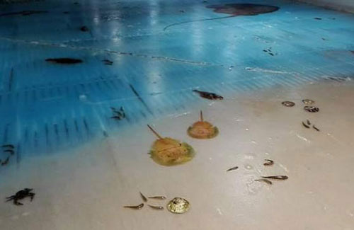 日本滑冰場(chǎng)冰面下凍5000條魚(yú) 創(chuàng)意過(guò)頭惹眾怒