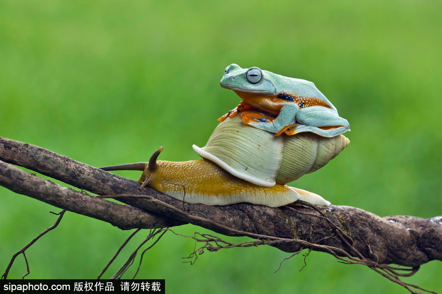你的“蛙兒子”回來了嗎？盤點動物界佛系蛙日常萌照（組圖）