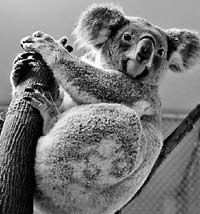 動物也興“網戀”？