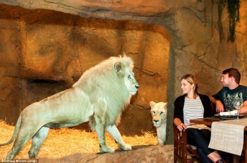 旅館？動物園？這是澳大利亞加馬拉野生動物旅館！