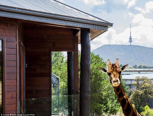旅館？動物園？這是澳大利亞加馬拉野生動物旅館！