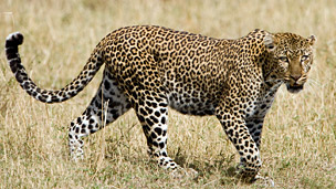 江山易改，本性難移