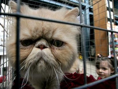 The cute Persian cat