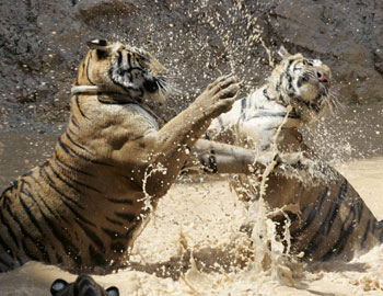 Tigers in the Tiger Temple