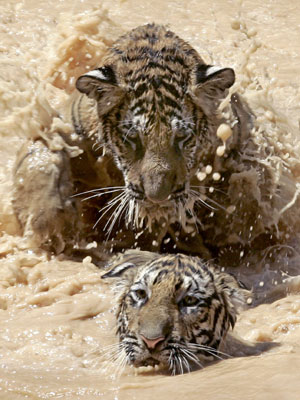 Tigers in the Tiger Temple