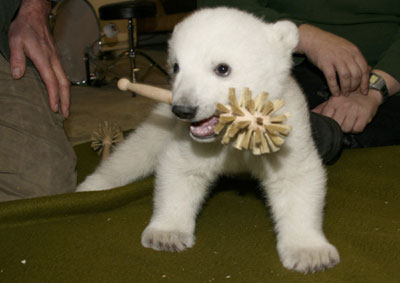 Polar bear cub Knut plays in zoo