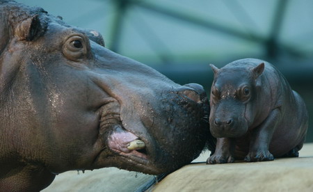 Hippo cub Paula debuts in Berlin