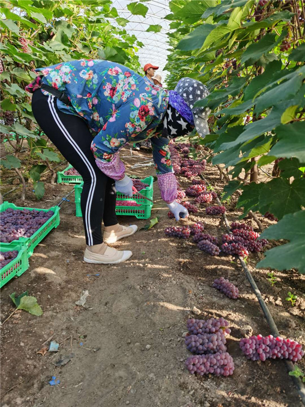 Rich grapes help Jilin farmers grow prosperous
