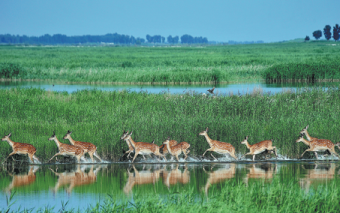 Jilin charts a course toward greener future (2)