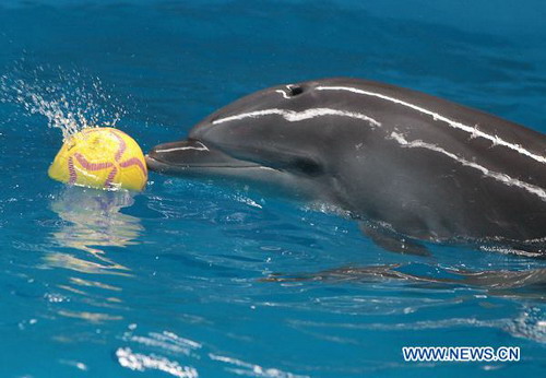 Dolphins' World Cup held in Hefei Aquarium