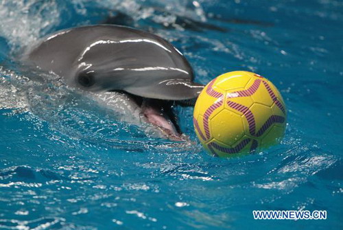 Dolphins' World Cup held in Hefei Aquarium