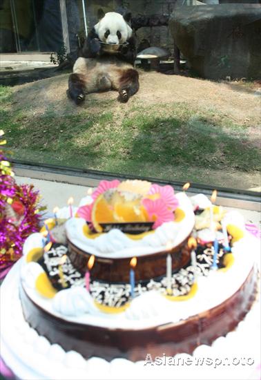 Giant panda celebrates 30