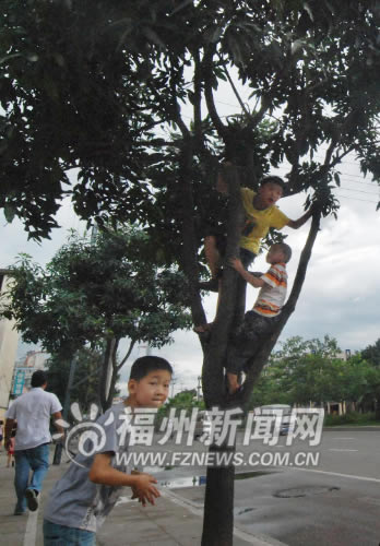 路邊芒果不要采　長(zhǎng)期吸收尾氣食用有害健康(圖)