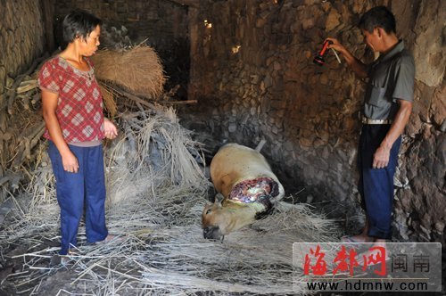南安農戶家黃牛夜里被割走兩腿　慘死在牛棚(圖)