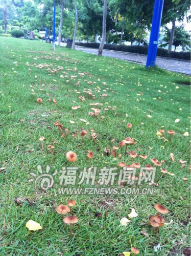 閩江公園草坪上長了不少蘑菇　雖好看可不要貪吃