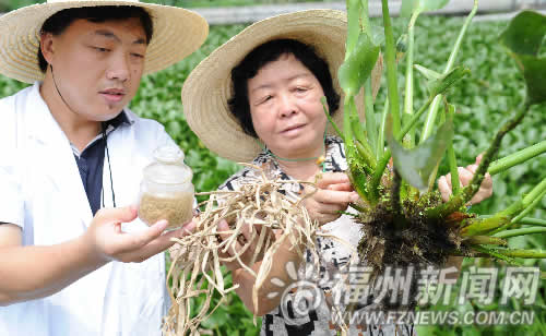 省農(nóng)科院取得突破性成果　水葫蘆可開發(fā)出化妝品