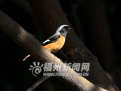 “信號鳥”北紅尾鴝抵閩　冬候鳥遷徙季來臨(圖)