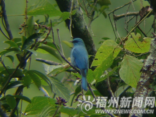 “數鳥”賽現驚喜　珍稀鳥類銅藍鶲現身森林公園
