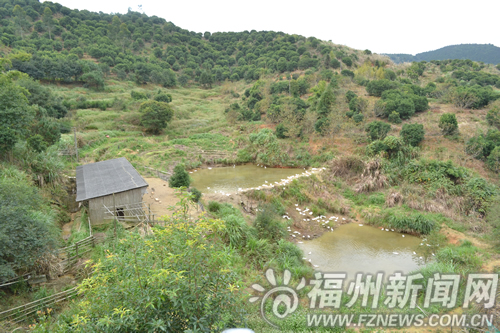 晉安區宦溪農民山上放養七彩山雞　摸索生態養殖