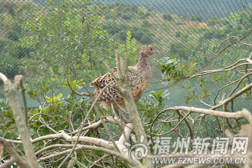 晉安區宦溪農民山上放養七彩山雞　摸索生態養殖