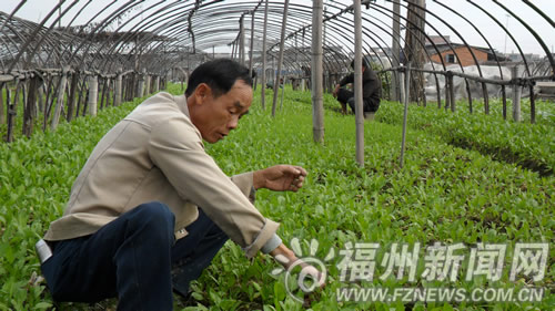閩侯竹岐種下7000畝蔬菜　菜籃子基地全力抓冬種