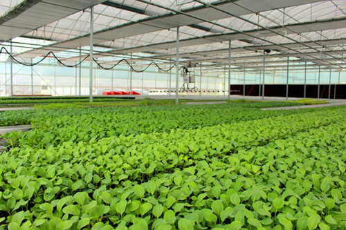 Pingnan agricultural company listed in Beijing