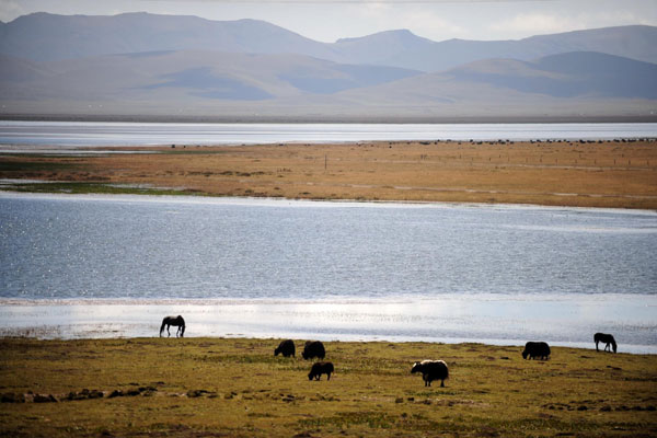 Animals rest along Gahai Lake, known as a pearl on the plateau in Gansu province, Sept 13, 2012. Gahai Lake (Gannan)