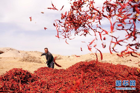 Gansu county sees bumper harvest of chiliesi