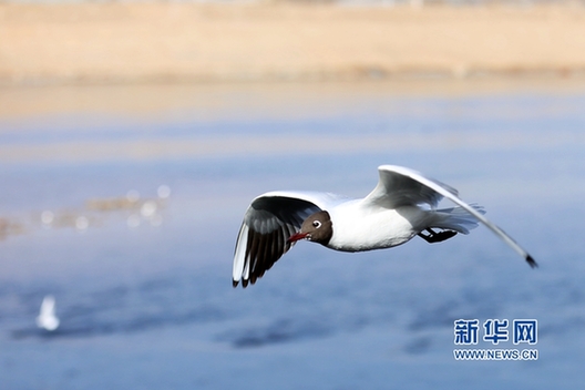 Migrant birds gather in wetland in NW China