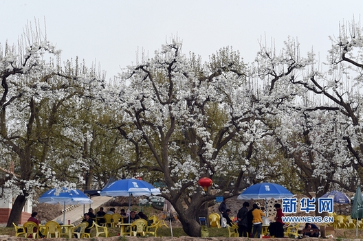 Pear blossoms not to be missed in Gansu
