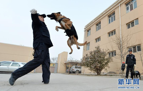 Police dogs receive training in NW China