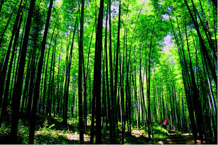 Chishui bears fruit from green development