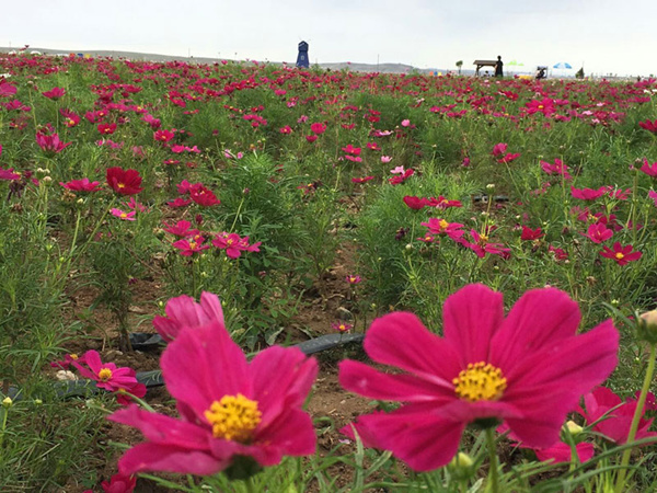 Flowers decorate Baotou grassland