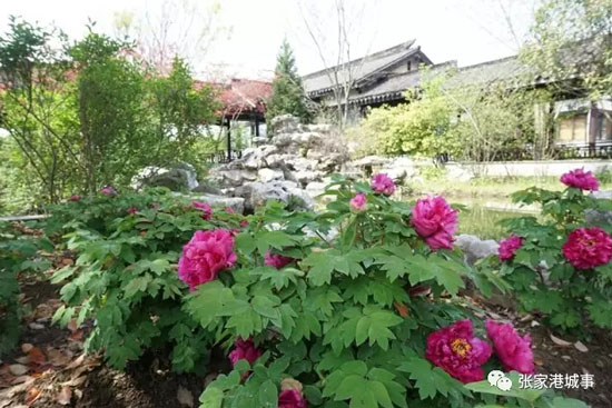 Soak up the colors of mid-spring Zhangjiagang