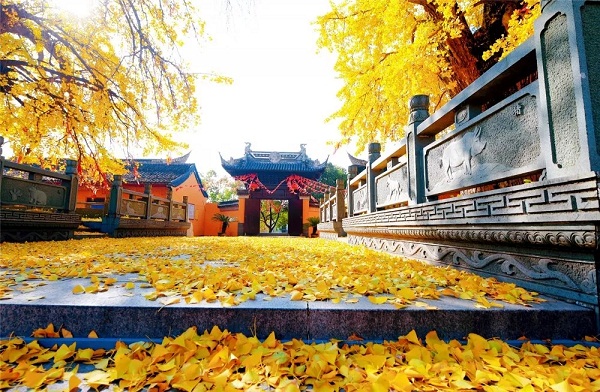 Old ginkgo trees attract tourists to Zhangjiagang