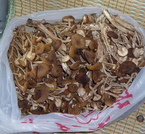 Lichuan agrocybe aegerita