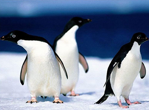 Qingdao Aquarium celebrates 80th anniversary