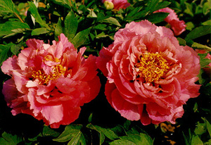 山東地方特產(chǎn)