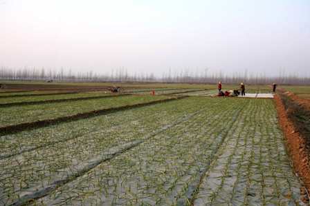 2009：中國瘋狂的大蒜